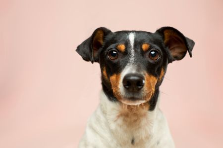 Tierkommunikation